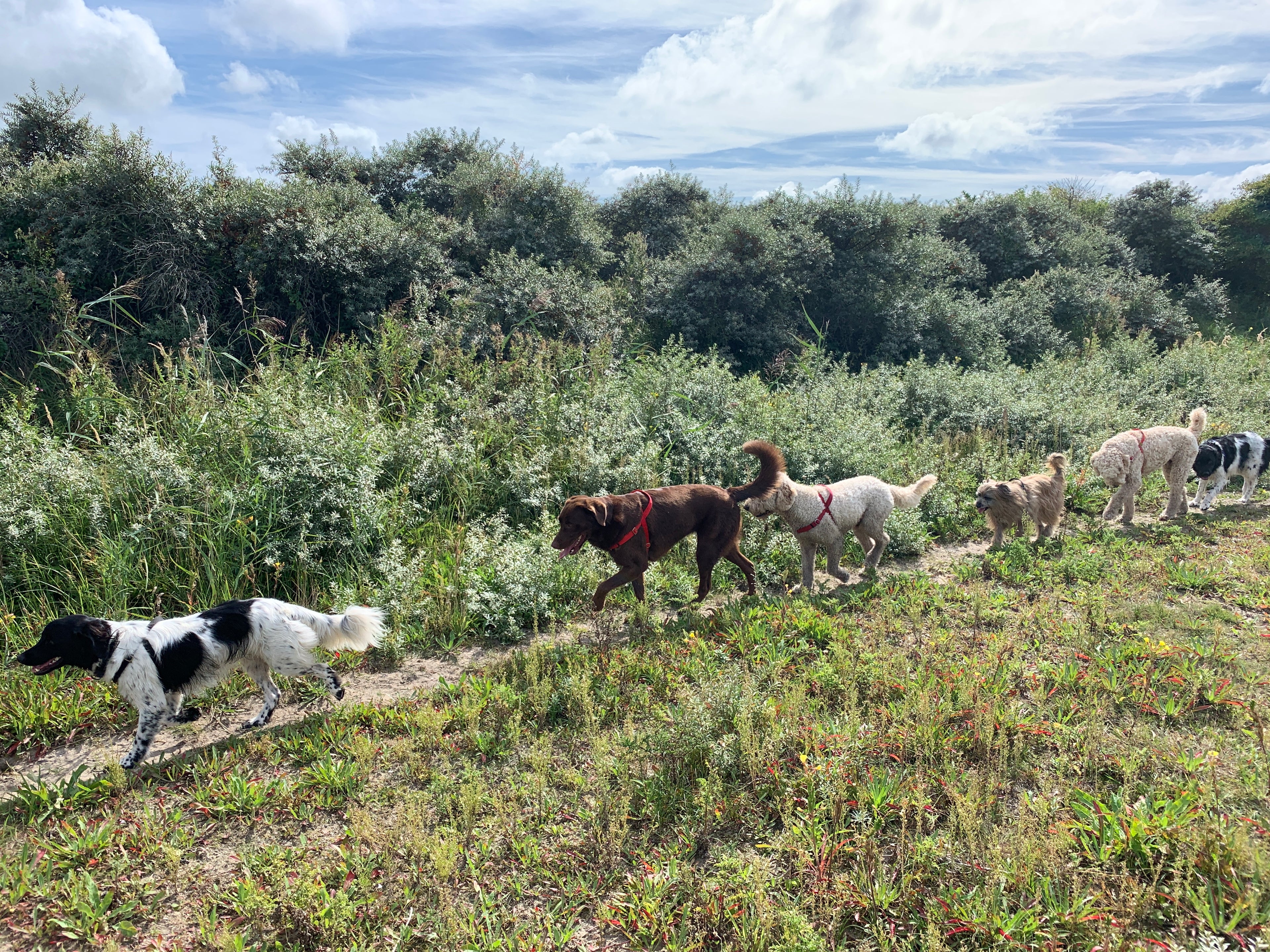 dogtools anti trek tuigje nederland