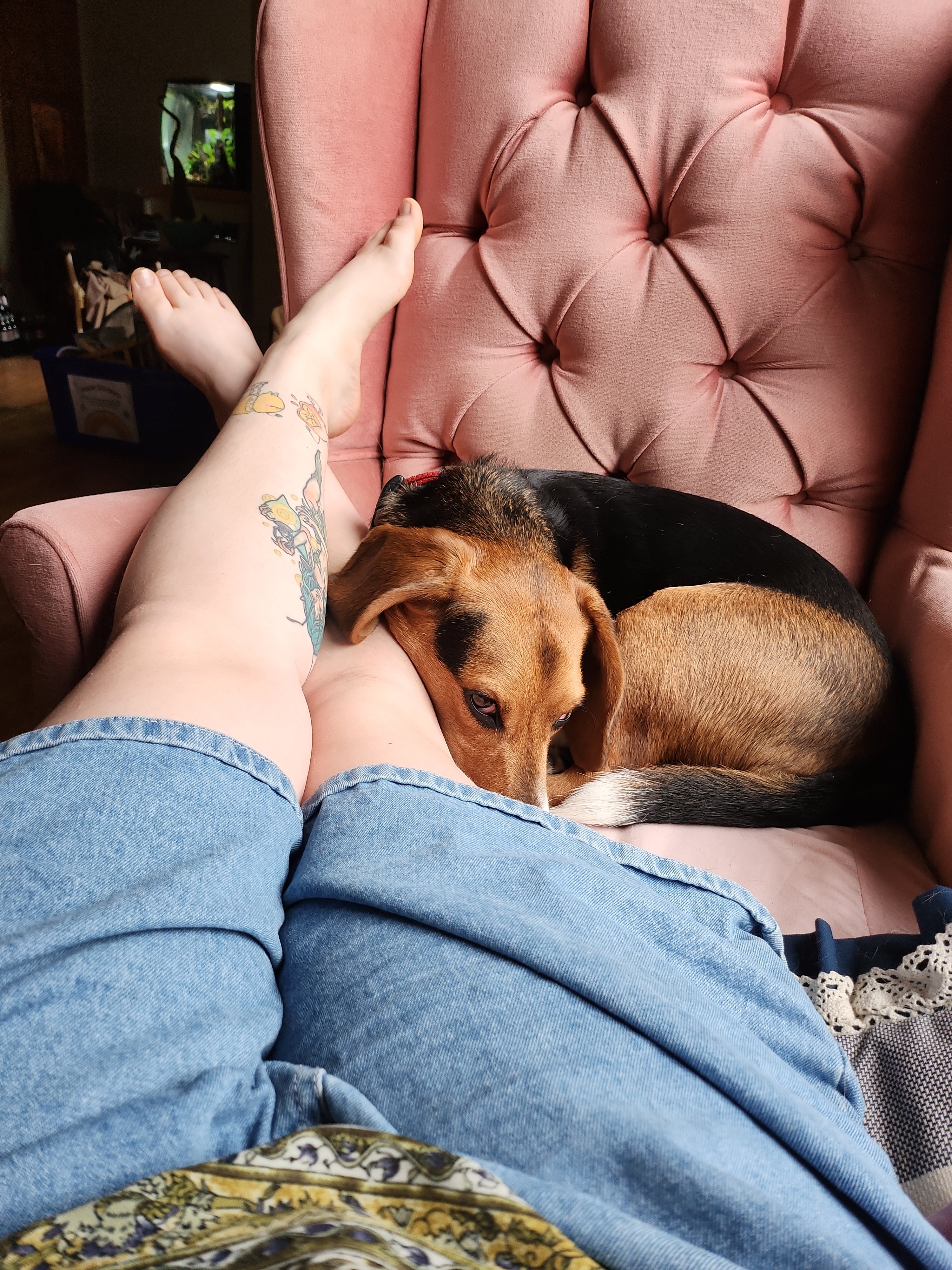 dogguardian de beste keuze voor je beste vriend